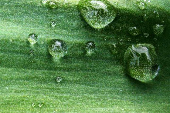 Petrichor